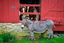 Donkey and Horses