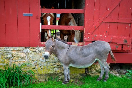 Donkey and Horses Jigsaw Puzzle