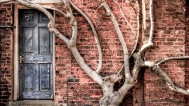 Door and Tree