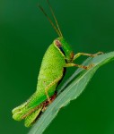 Dotted Grasshopper