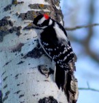 Downy Woodpecker