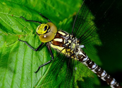 Dragonfly Jigsaw Puzzle