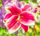 Dramatic Lily Jigsaw Puzzle