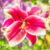 Dramatic Lily Jigsaw Puzzle