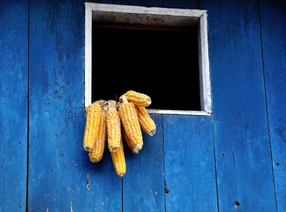 Dried Corn Jigsaw Puzzle