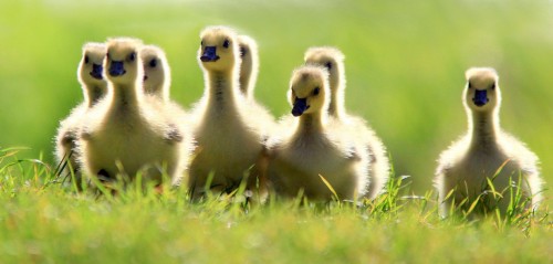 Duckling Jigsaw Puzzle