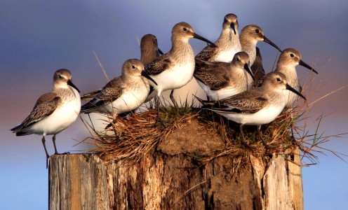 Dunlins Jigsaw Puzzle