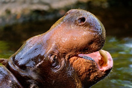 Dwarf Hippo Jigsaw Puzzle