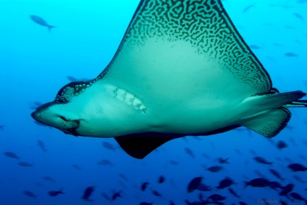 Eagle Ray Jigsaw Puzzle