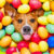 Easter Pup Jigsaw Puzzle