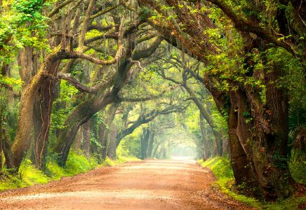 Edisto Island Jigsaw Puzzle