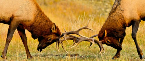 Elk Battle Jigsaw Puzzle