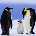 Emperor Penguin