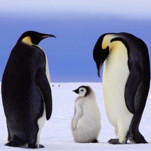 Emperor Penguin Jigsaw Puzzle