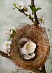 Empty Nest