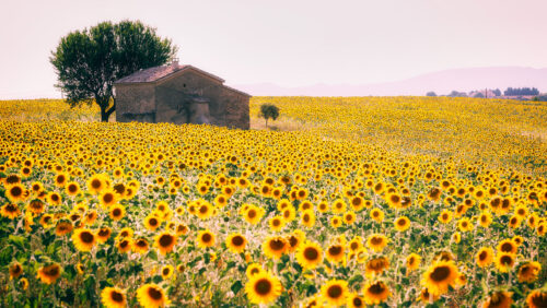 Endless Sunflowers Jigsaw Puzzle