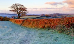 English Hedgerow