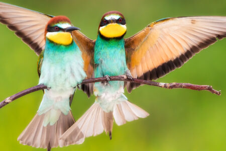European Bee-eaters Jigsaw Puzzle