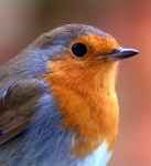 European Robin