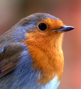 European Robin Jigsaw Puzzle