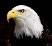 Eye of the Eagle