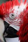 Eye of the Macaw