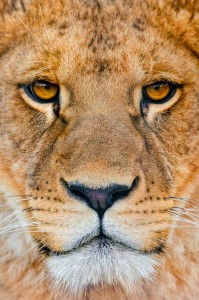 Eyes of the Lion Jigsaw Puzzle