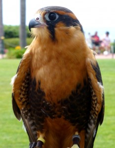 Falcon Jigsaw Puzzle