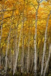 Fall Aspens