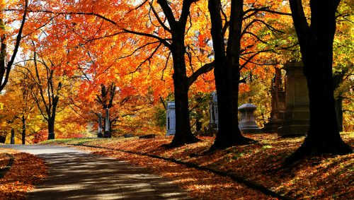 Fall Drive Jigsaw Puzzle