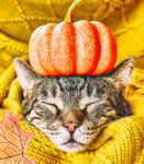 Fall Feline