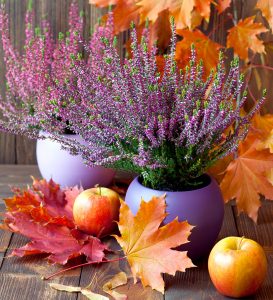 Fall Heather Jigsaw Puzzle