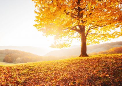 Fall Sunshine Jigsaw Puzzle