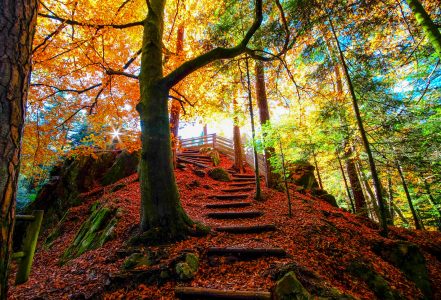 Fall Trail Jigsaw Puzzle