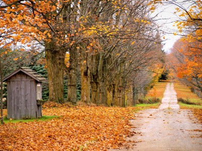 Fallen Leaves Jigsaw Puzzle