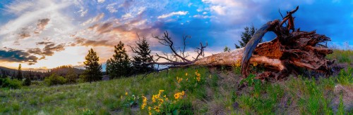 Fallen Tree Jigsaw Puzzle