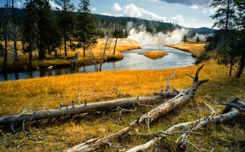 Fallen Trees Jigsaw Puzzle