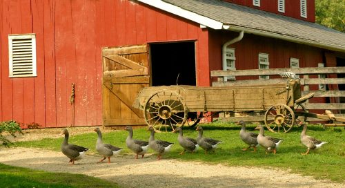 Farm Geese Jigsaw Puzzle