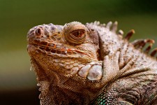 Fearsome Iguana