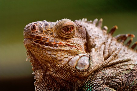 Fearsome Iguana Jigsaw Puzzle