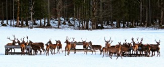 Feeding Deer