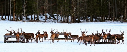 Feeding Deer Jigsaw Puzzle