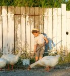 Fence Painting