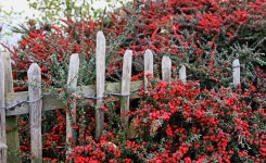 Fence with Berries