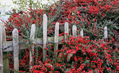 Fence with Berries Jigsaw Puzzle