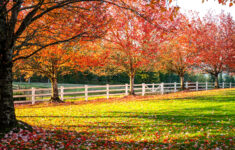 Fenced in Meadow