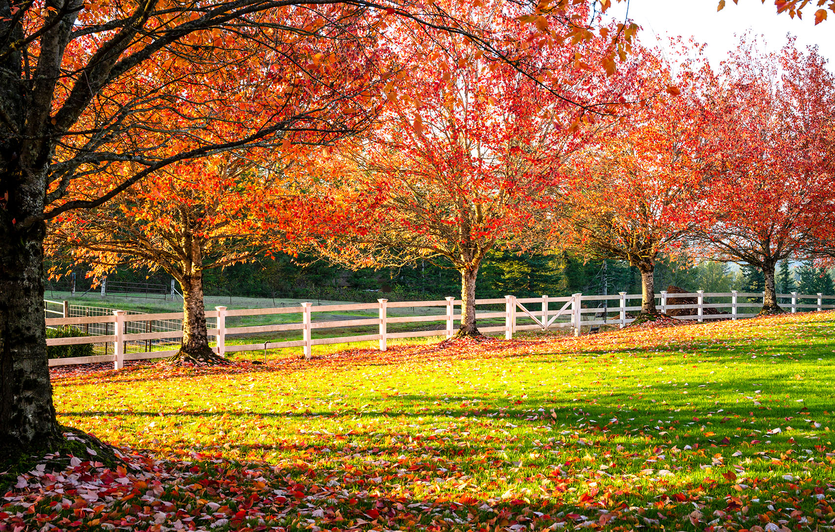 Fenced In Meadow Jigsaw Puzzle