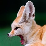 Fennec