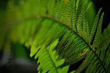 Fern Closeup