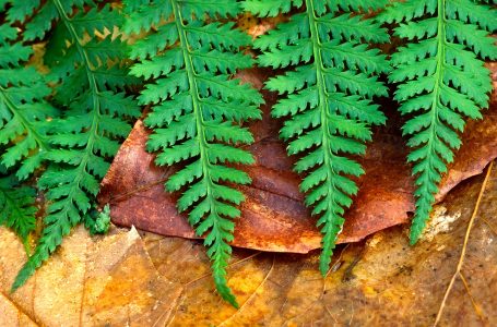 Fern Fronds Jigsaw Puzzle